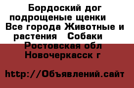 Бордоский дог подрощеные щенки.  - Все города Животные и растения » Собаки   . Ростовская обл.,Новочеркасск г.